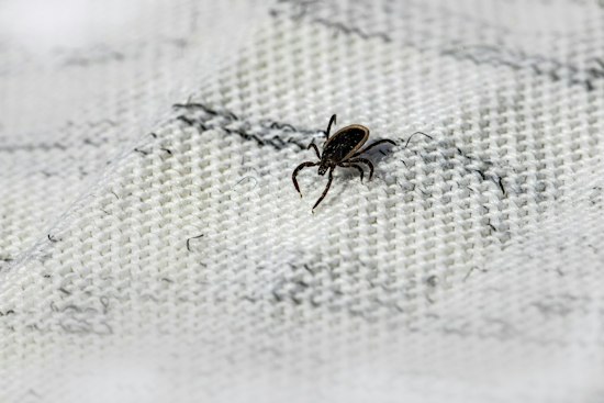 Kansas City's Ticks Are Booming, and Missouri Now Ranks No. 2 for Meat Allergy Risk
