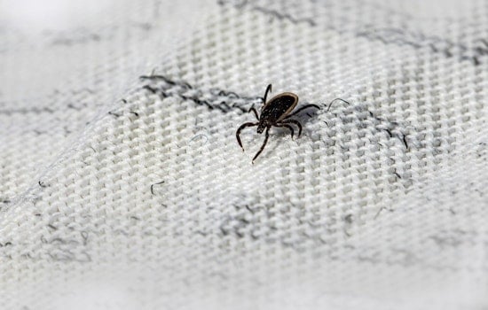 Kansas City's Ticks Are Booming, and Missouri Now Ranks No. 2 for Meat Allergy Risk
