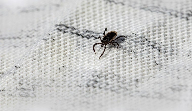 Kansas City's Ticks Are Booming, and Missouri Now Ranks No. 2 for Meat Allergy Risk