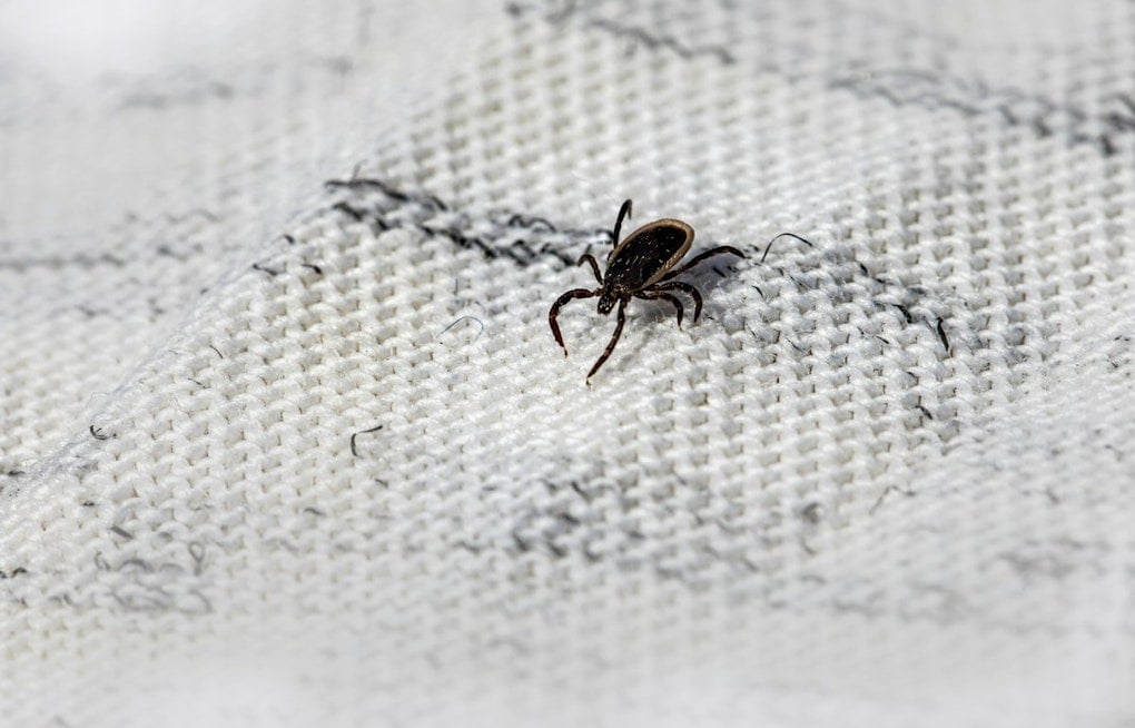 Kansas City's Ticks Are Booming, and Missouri Now Ranks No. 2 for Meat Allergy Risk