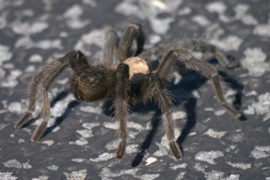 Kansas Tarantulas Are on the Move This Fall, and Wildlife Officials Say Let Them Pass