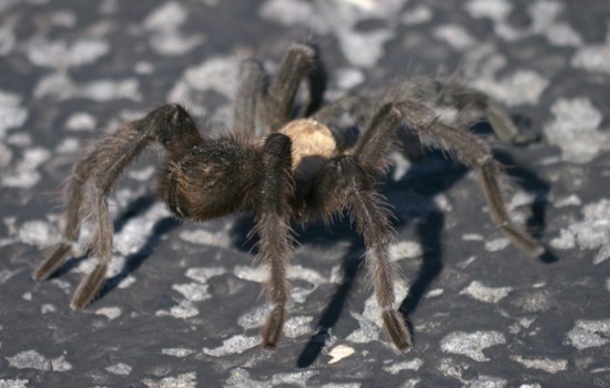 Kansas Tarantulas Are on the Move This Fall, and Wildlife Officials Say Let Them Pass