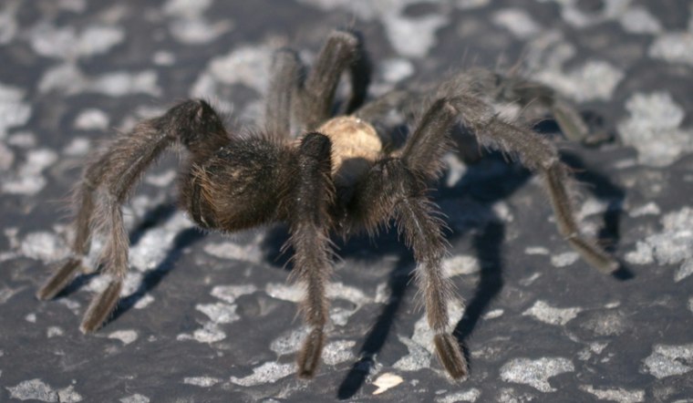 Kansas Tarantulas Are on the Move This Fall, and Wildlife Officials Say Let Them Pass