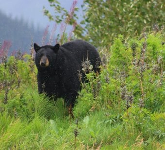 Ken Caryl Bear Hits 20 Garages, Claws Through One Door as Traps Go Up