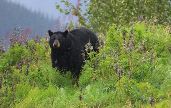 Ken Caryl Bear Hits 20 Garages, Claws Through One Door as Traps Go Up
