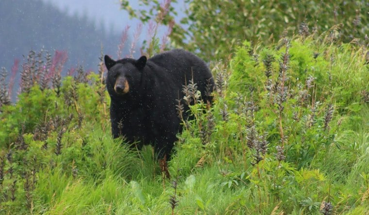 Ken Caryl Bear Hits 20 Garages, Claws Through One Door as Traps Go Up