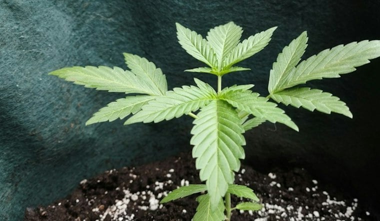Keyes Marijuana Bust Turns Violent as Dog Attacks K-9, Deputy Opens Fire