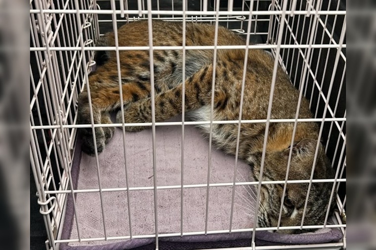 Kirkland Homeowner Calls 911 Over Burglar, Finds a Bobcat on the Stairs Instead