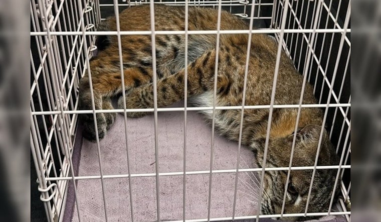 Kirkland Homeowner Calls 911 Over Burglar, Finds a Bobcat on the Stairs Instead