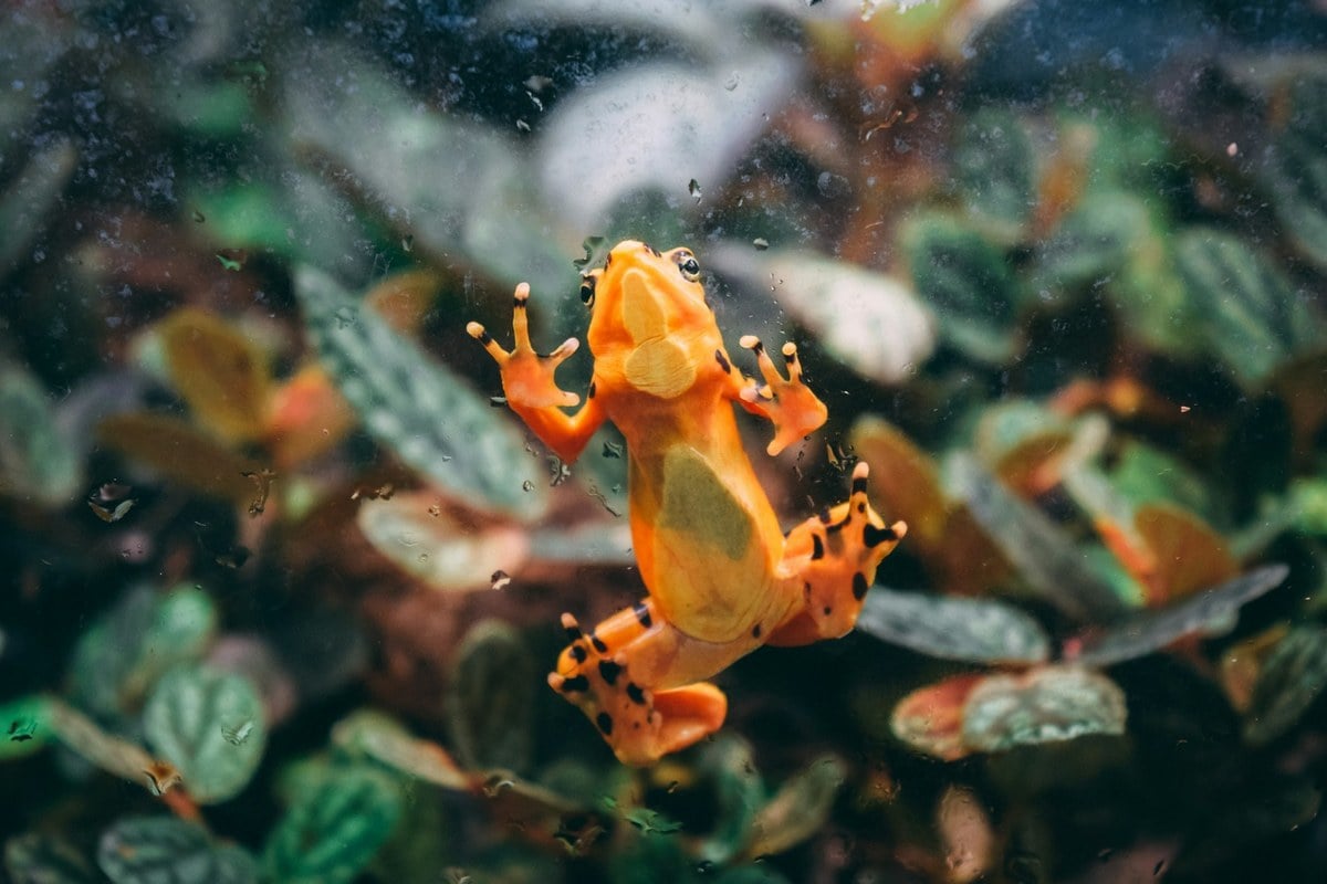 L.A. Zoo Frees 653 Rare Frogs in San Gabriels as Wild Numbers Stay Grim