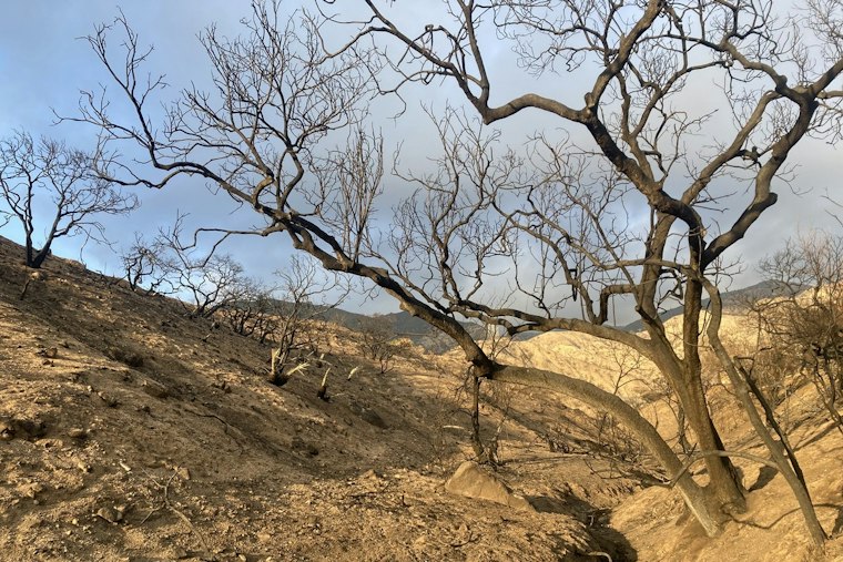 LA Fire Survivors Face Losing Caseworkers as FEMA Withholds $10 Million