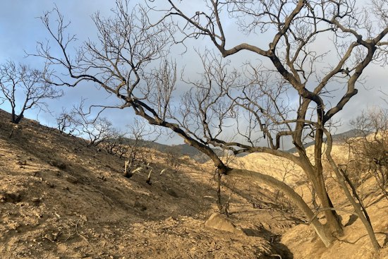 LA Fire Survivors Face Losing Caseworkers as FEMA Withholds $10 Million