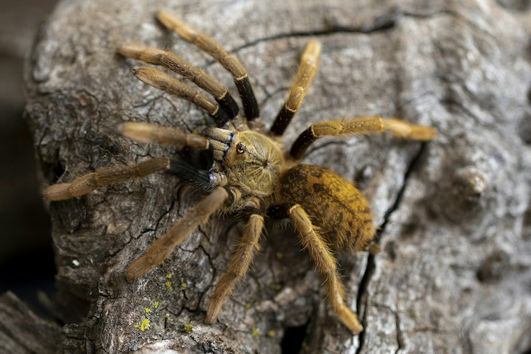 La Junta's Tarantula Festival Returns as Male Spiders Cross Colorado Highways for Mates
