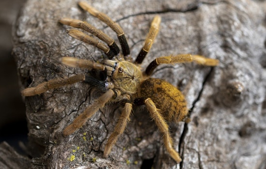 La Junta's Tarantula Festival Returns as Male Spiders Cross Colorado Highways for Mates