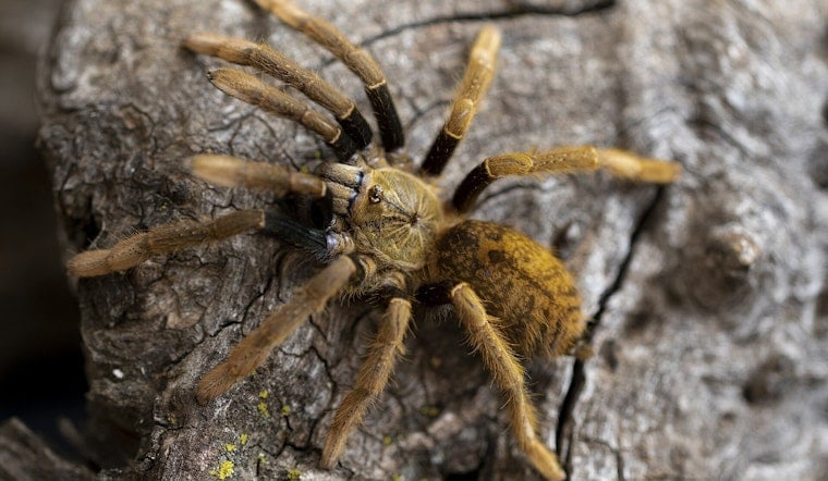 La Junta's Tarantula Festival Returns as Male Spiders Cross Colorado Highways for Mates
