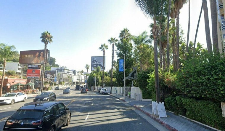 LA Nonprofit Calls Palm Trees a 'Scam,' Wants Them Replaced