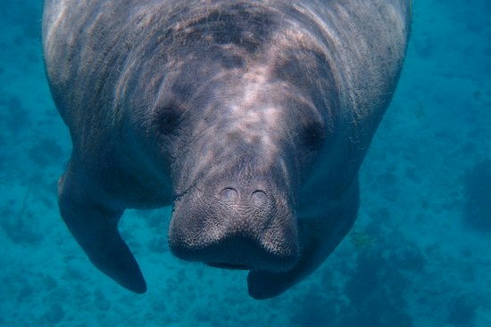 Labor Day Boat Traffic Turns Deadly for Tampa Bay Manatees, ZooTampa Warns