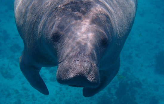Labor Day Boat Traffic Turns Deadly for Tampa Bay Manatees, ZooTampa Warns