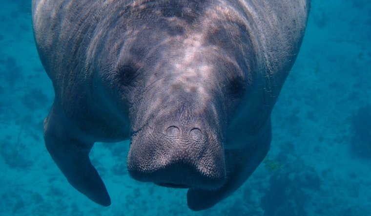 Labor Day Boat Traffic Turns Deadly for Tampa Bay Manatees, ZooTampa Warns