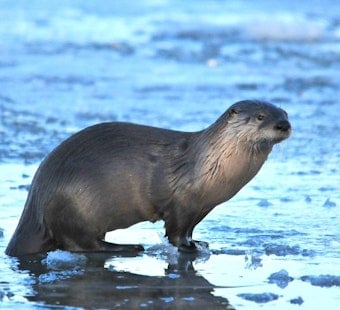 Lake Tahoe Otter Drags Swim Instructor Under, Leaves Her With 40 Stitches