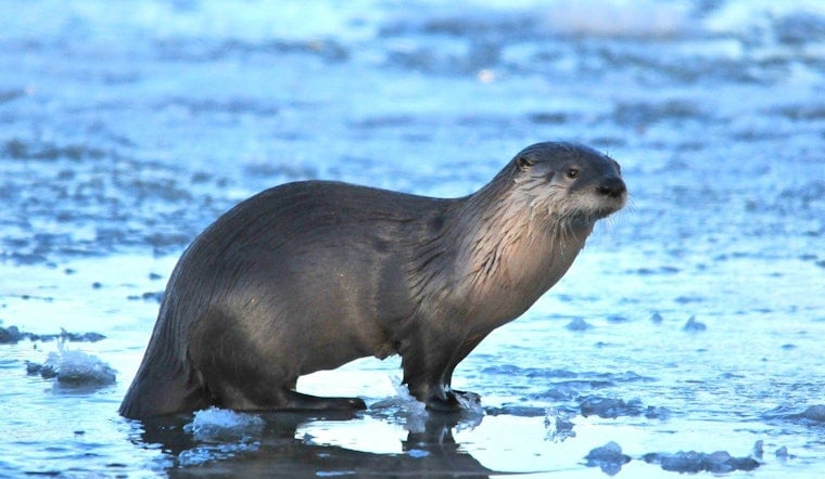 Lake Tahoe Otter Drags Swim Instructor Under, Leaves Her With 40 Stitches