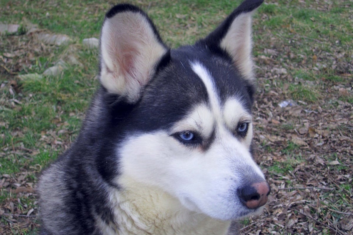Las Vegas Man Left Husky to Die in 111° Car During Phone Fight, Police Say