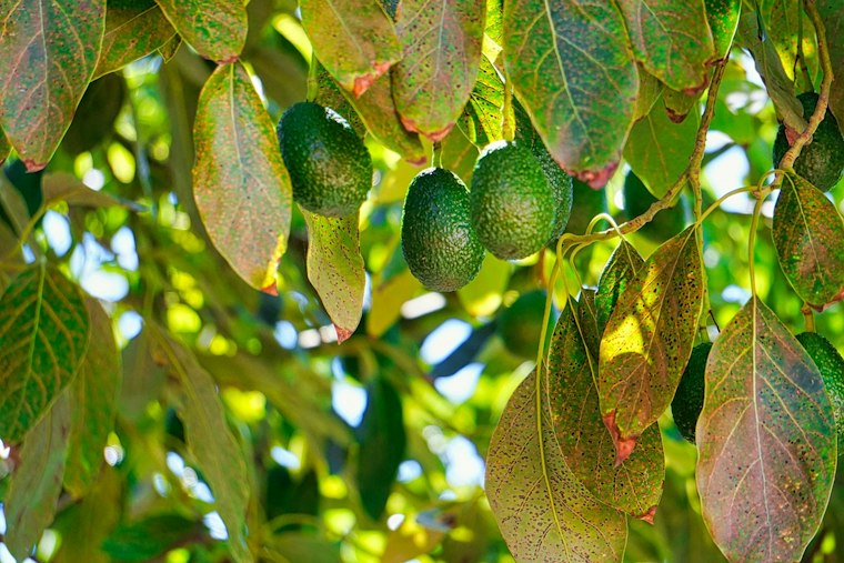 Laurel Wilt Fungus Threatens 200,000 Tampa Trees, No Cure in Sight