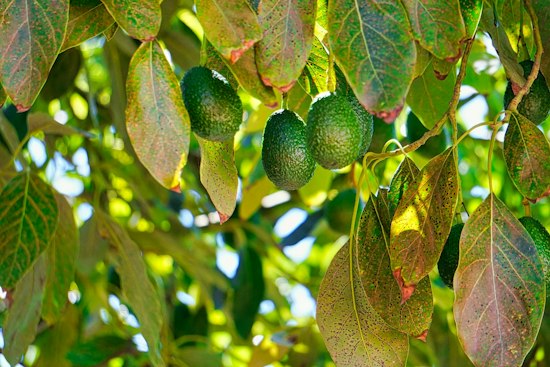 Laurel Wilt Fungus Threatens 200,000 Tampa Trees, No Cure in Sight