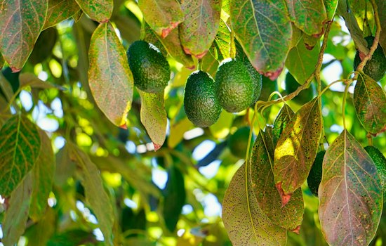 Laurel Wilt Fungus Threatens 200,000 Tampa Trees, No Cure in Sight
