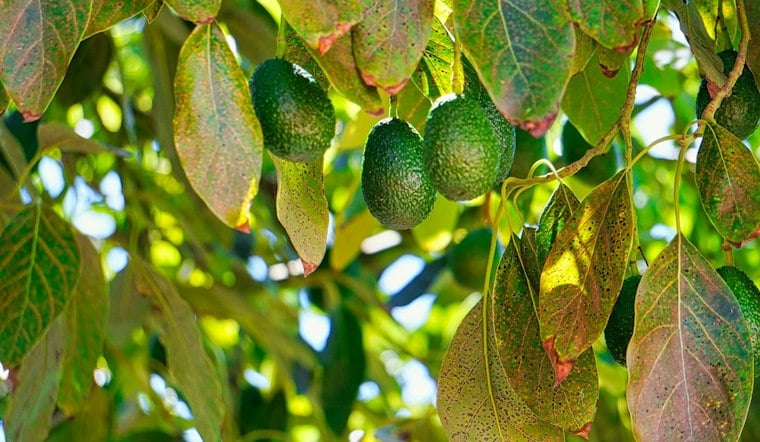 Laurel Wilt Fungus Threatens 200,000 Tampa Trees, No Cure in Sight