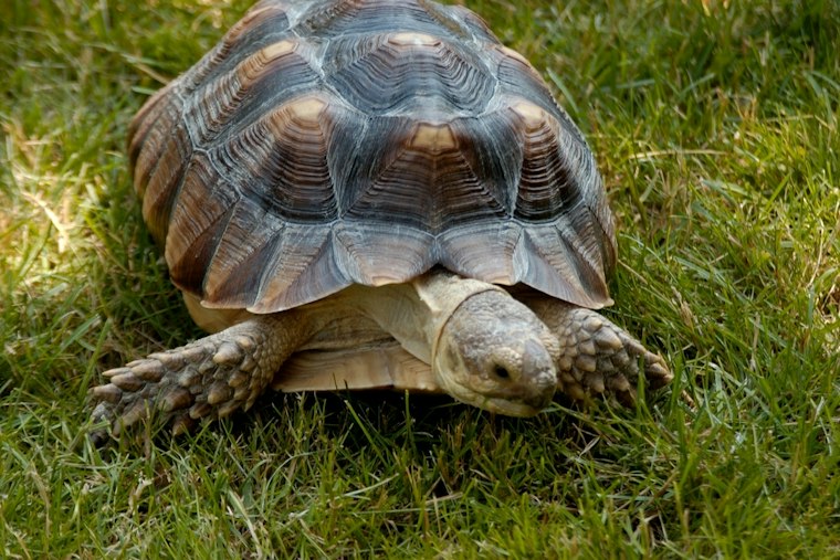 Littleton's 100-Pound Tortoise Lard Pulls Off World's Slowest Backyard Breakout