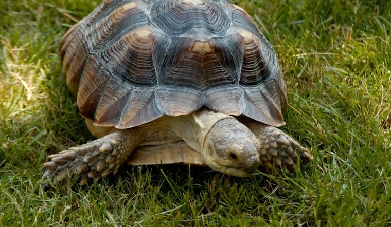 Littleton's 100-Pound Tortoise Lard Pulls Off World's Slowest Backyard Breakout