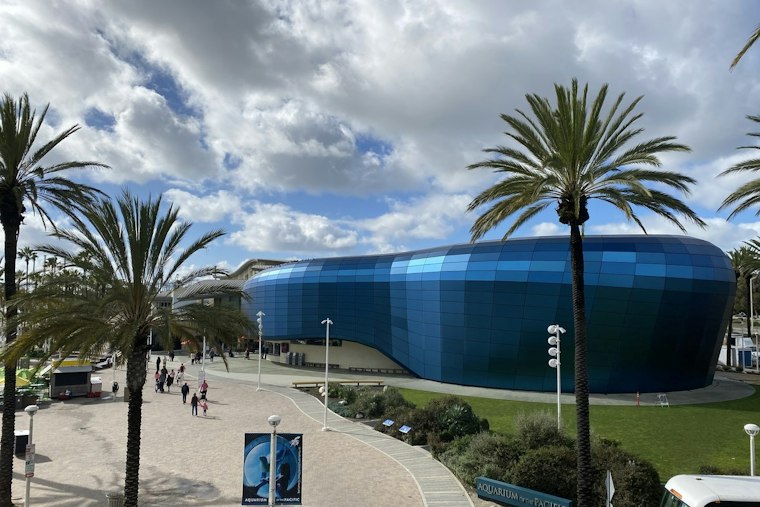 Long Beach Aquarium Nurses Nearly 500 Trafficked Fish Back From the Brink