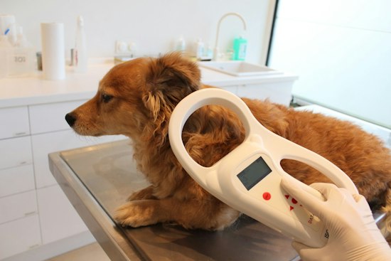 Louisville Plans 40 More Microchip Scanning Boxes As Lost Pet Crisis Grows