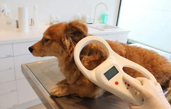 Louisville Plans 40 More Microchip Scanning Boxes As Lost Pet Crisis Grows