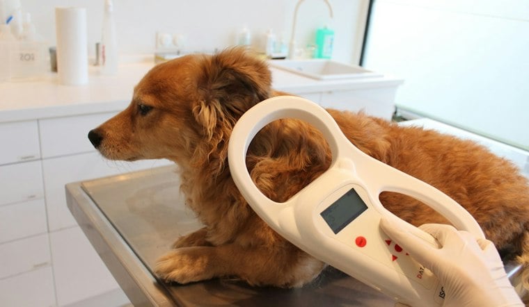 Louisville Plans 40 More Microchip Scanning Boxes As Lost Pet Crisis Grows