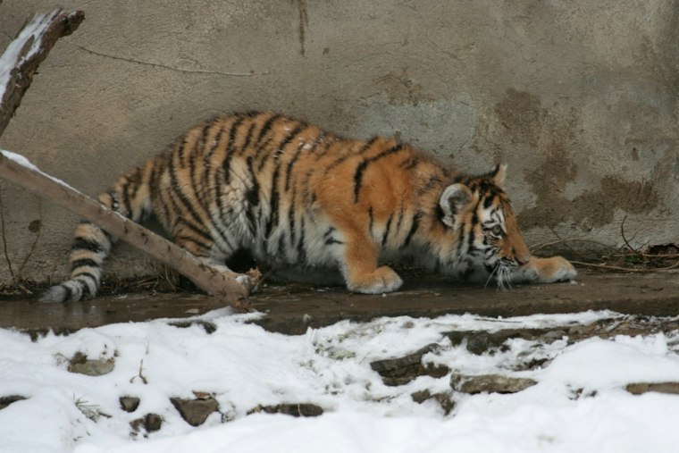 Louisville Zoo's First Tiger Cubs in 22 Years Get Names, Await Outdoor Debut