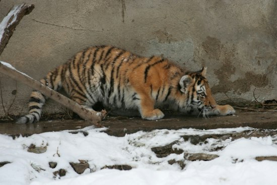 Louisville Zoo's First Tiger Cubs in 22 Years Get Names, Await Outdoor Debut
