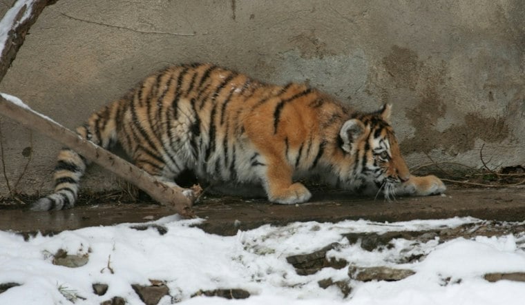 Louisville Zoo's First Tiger Cubs in 22 Years Get Names, Await Outdoor Debut