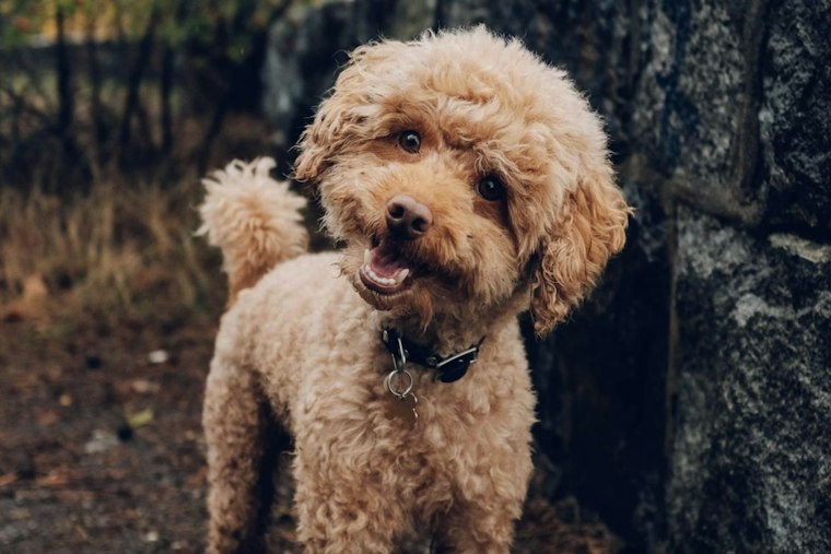 Maggot-Infested Poodle Found Behind Tampa Assisted-Living Facility, Rescuers Say