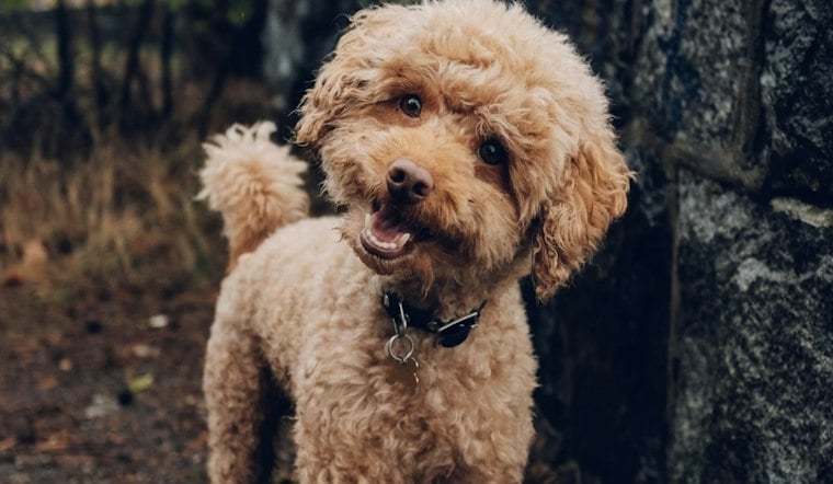 Maggot-Infested Poodle Found Behind Tampa Assisted-Living Facility, Rescuers Say