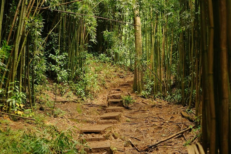 Man in 20s Falls 30 Feet on Mānoa Falls Trail, Airlifted by HFD