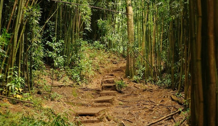 Man in 20s Falls 30 Feet on Mānoa Falls Trail, Airlifted by HFD
