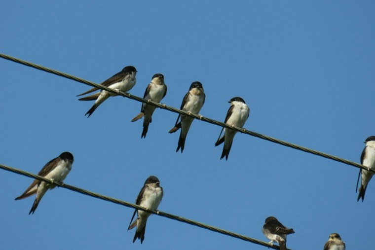 Massachusetts Skies Fill With a Swirling Tree Swallow 'Birdnado' as Fall Migration Kicks Off