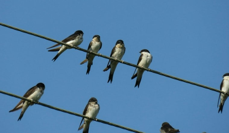 Massachusetts Skies Fill With a Swirling Tree Swallow 'Birdnado' as Fall Migration Kicks Off