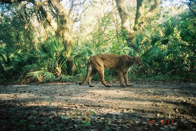 Miami Canal Yields 3-Pound Jaguar Guapote, Topping Decade-Old Florida Mark