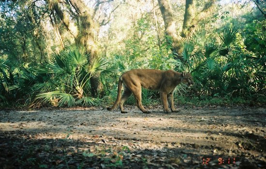 Miami Canal Yields 3-Pound Jaguar Guapote, Topping Decade-Old Florida Mark