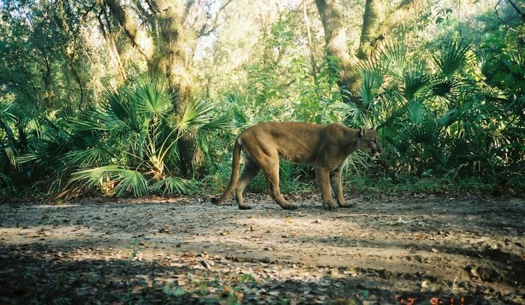 Miami Canal Yields 3-Pound Jaguar Guapote, Topping Decade-Old Florida Mark