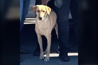 Miami Gardens K-9 Gael Still Missing After Getting Struck by Car, Fleeing Scene