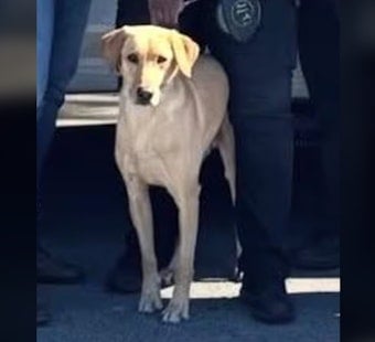 Miami Gardens K-9 Gael Still Missing After Getting Struck by Car, Fleeing Scene